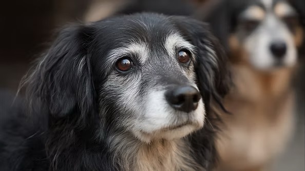 Senior dog — compassionate end-of-life care